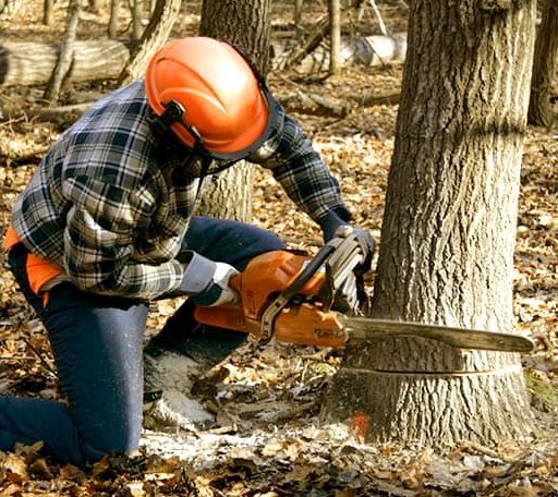 Tree Removal in Oklahoma City, OK